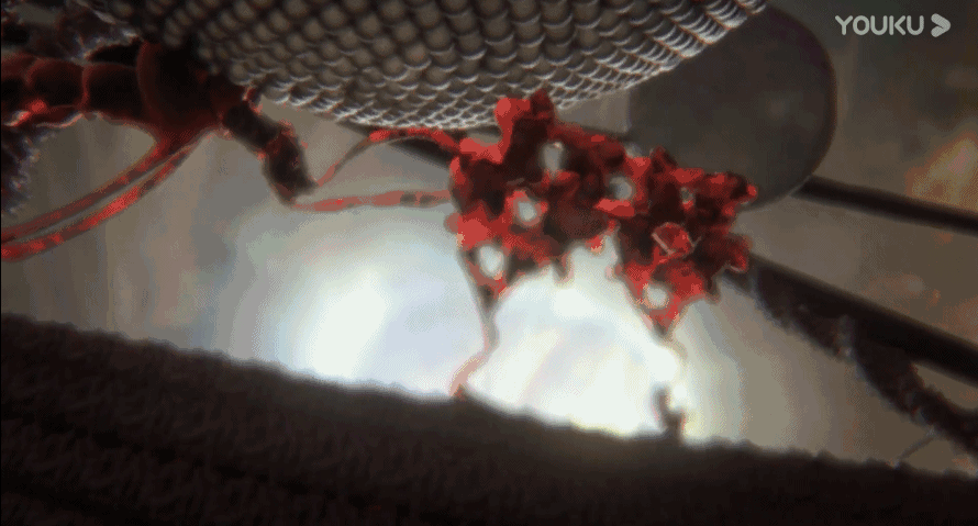 驱动蛋白,是运输工人,把生命所需要的物质,能量和基本的建筑材料运输