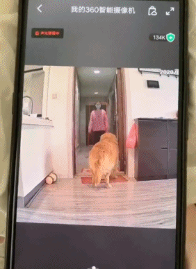假如让金毛看家……-搞笑gif动态图片-izike
